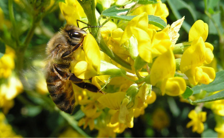 пчела собирает мед
