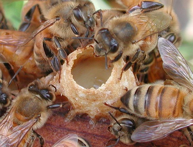 Пчелопродукты как суперфуд