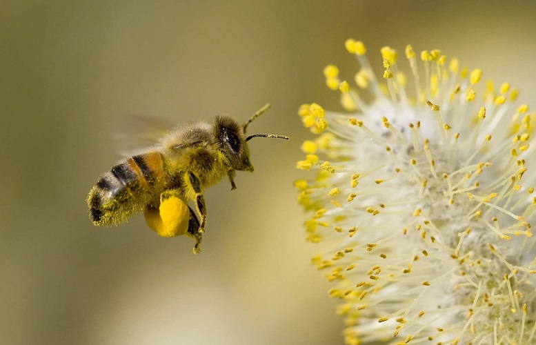 Пчела и пыльца