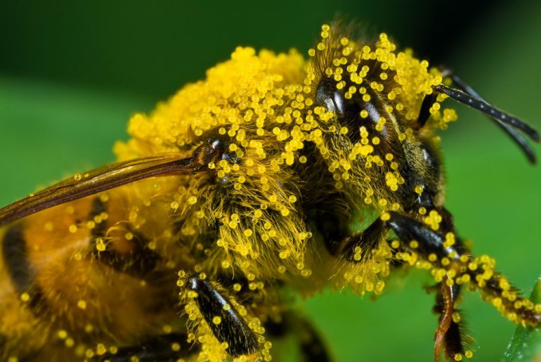 пчелиная пыльца