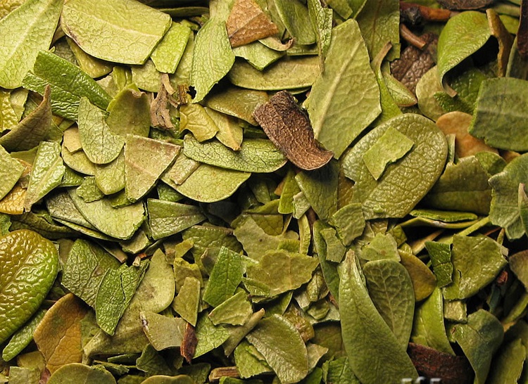 Сушеные листья толокнянки