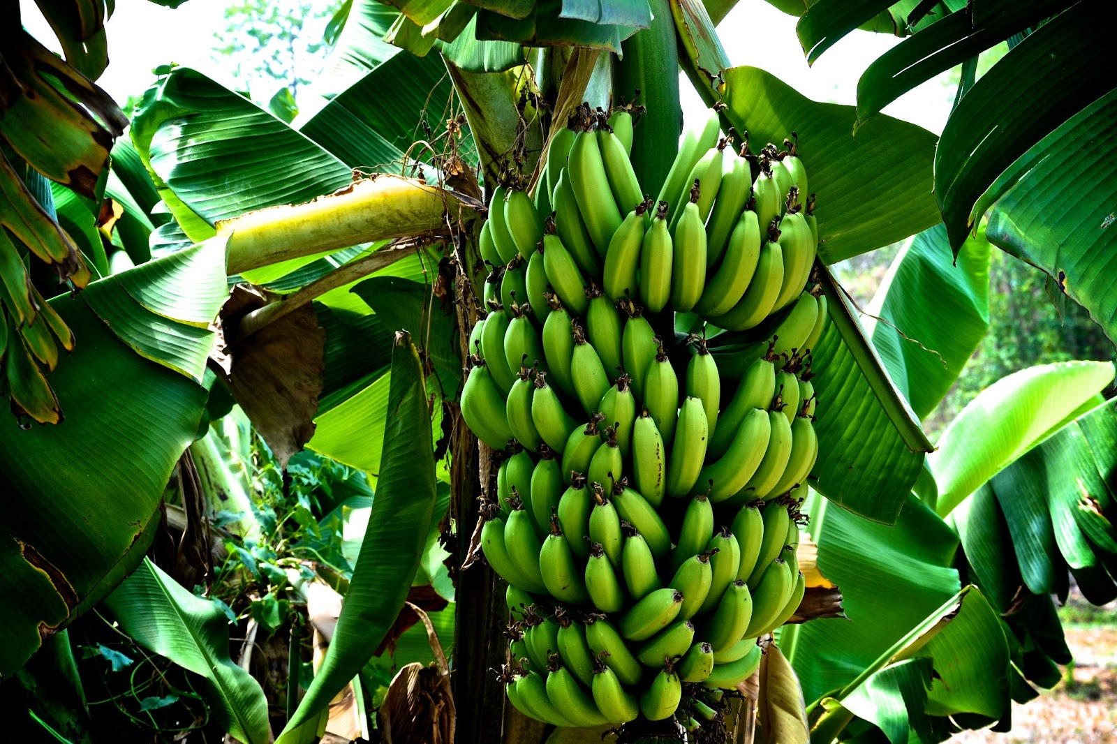 дерево бананов