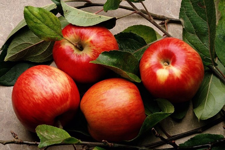 Плоды яблок