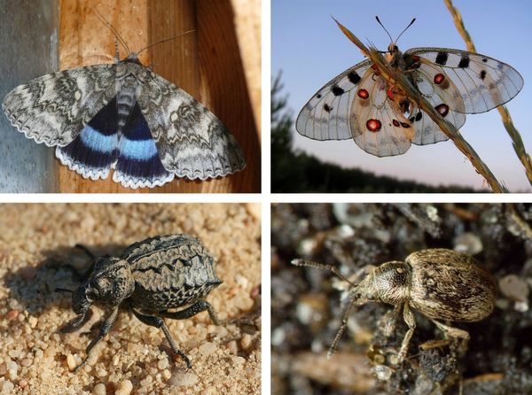 Вымирающие насекомые, рептилии и амфибии
