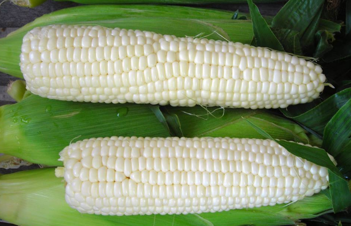початки кукурузы для варки
