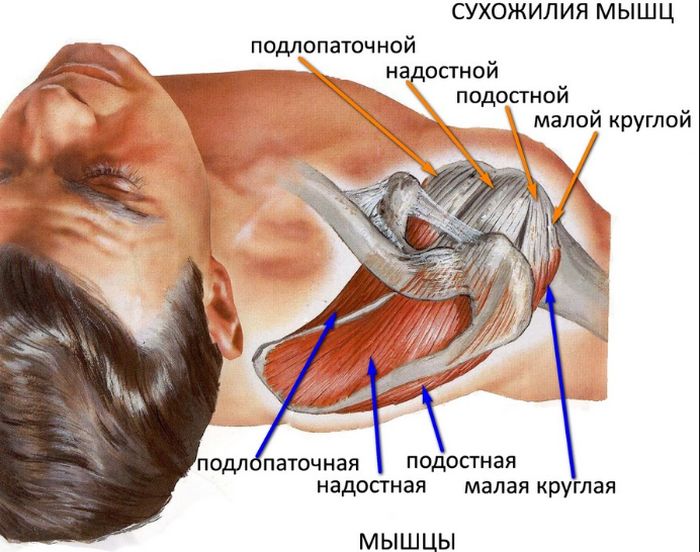 Строение плечевых мышц