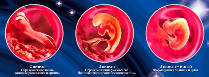 Эмбрион На 3 Неделе Беременности Фото