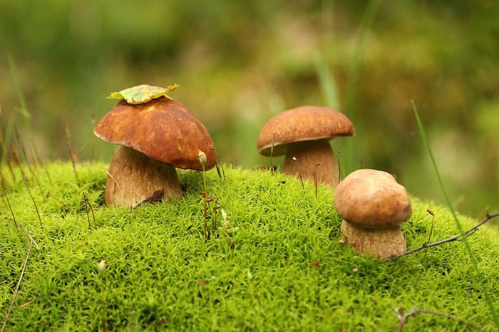 свежие грибы