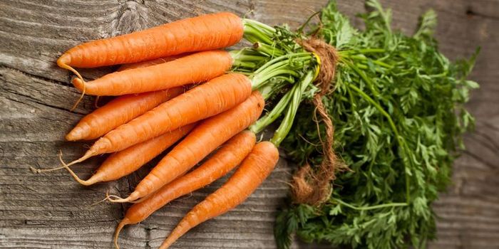 морковь с грядки
