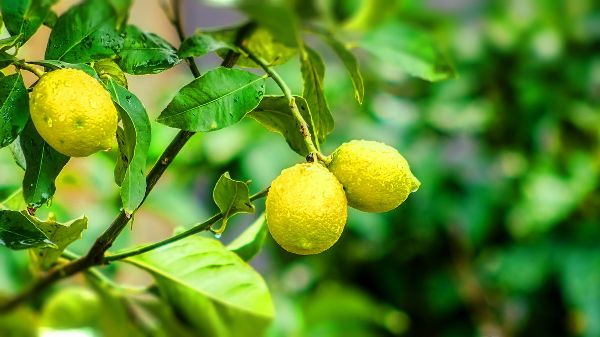 Уход за саженцами лимона