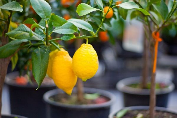 выращивание лимона дома