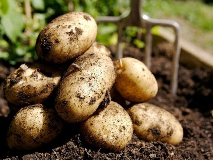 Способы уборки картофеля