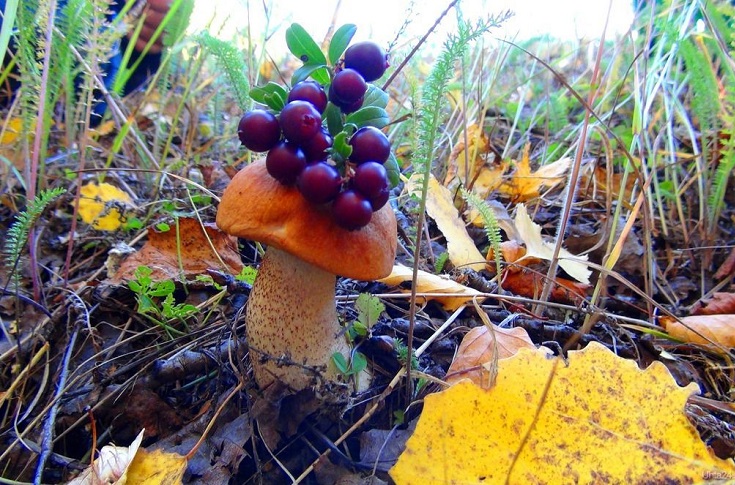 грибы и ягоды в лесу