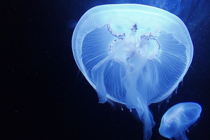 Медуза в море