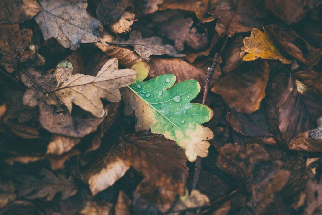 Опавшие коричневые листья