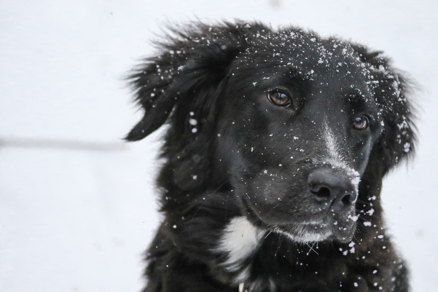 Пёс на снегу