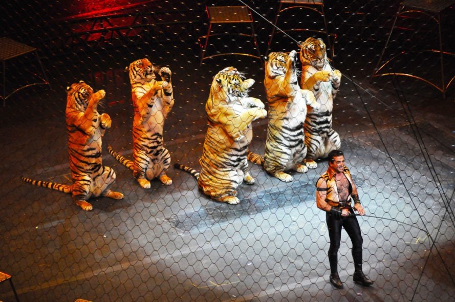 Тигры на арене
